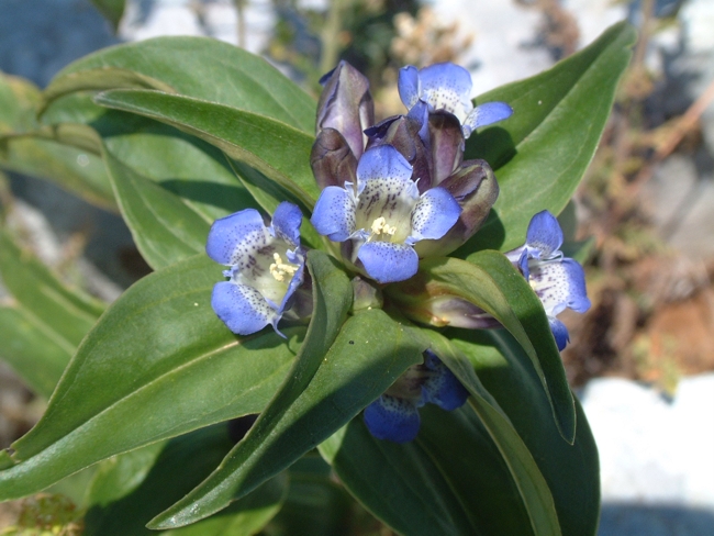Gentiana cruciata / Genziana crociata